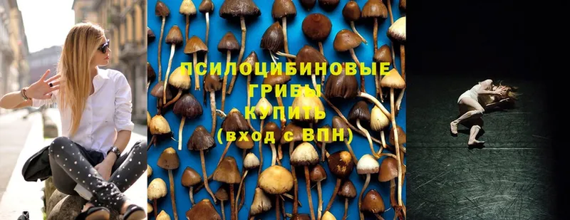 что такое наркотик  Аксай  Псилоцибиновые грибы Psilocybe 